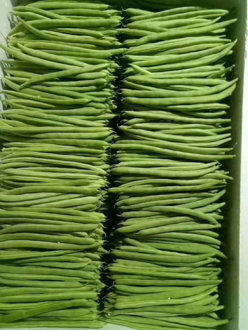 精品云南四季豆（小金豆）！一手货源！全国代发！品质保证。