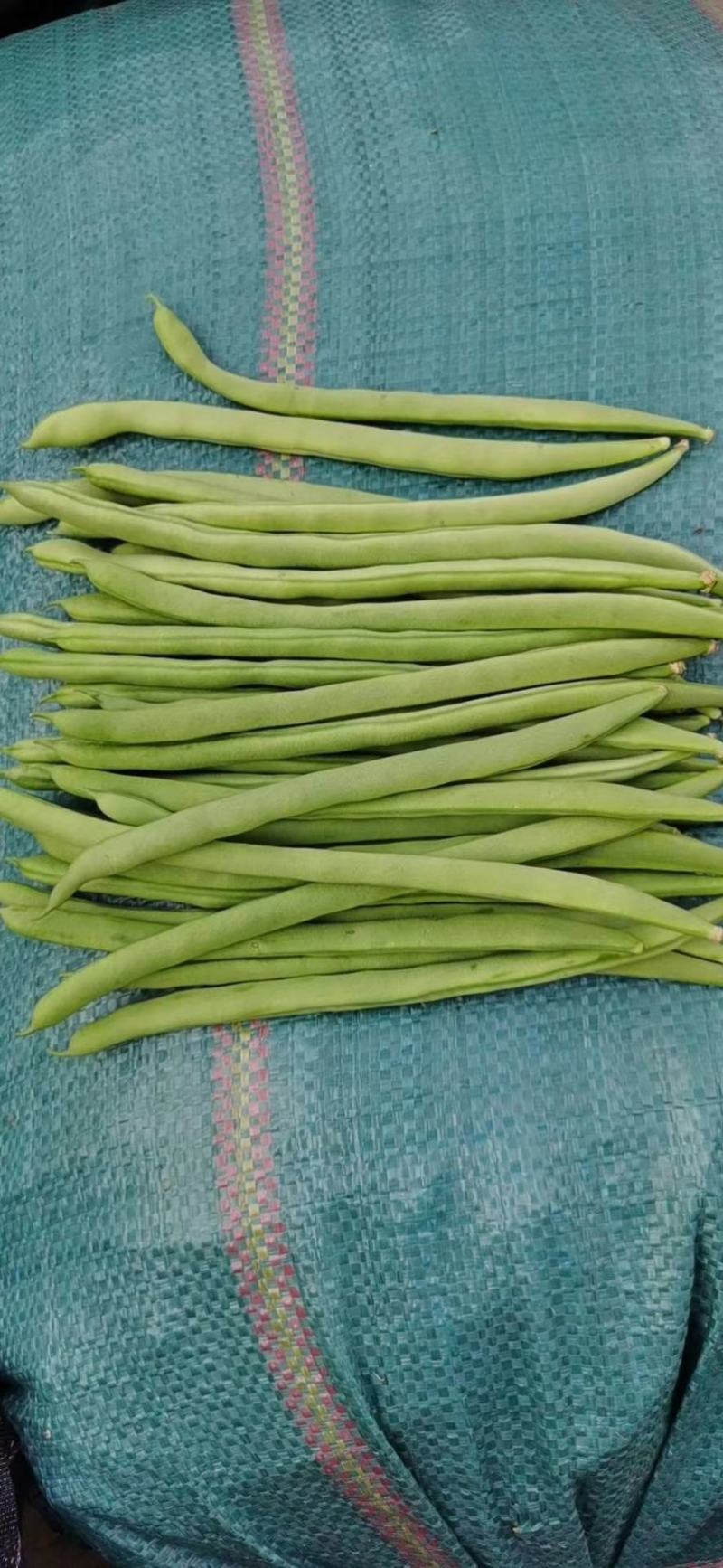 精品云南四季豆（小金豆）！一手货源！全国代发！品质保证。