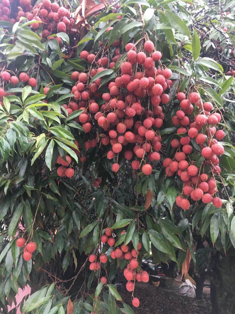 福建漳州正宗厂家产地桂味荔枝干，乌叶，兰竹荔枝干