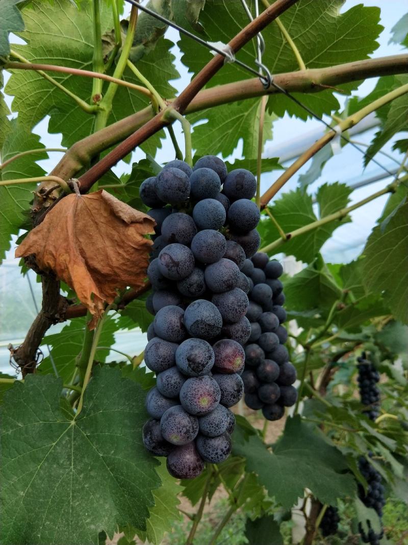 夏黑葡萄沪太八号葡萄现货出售基地直销欢迎采购