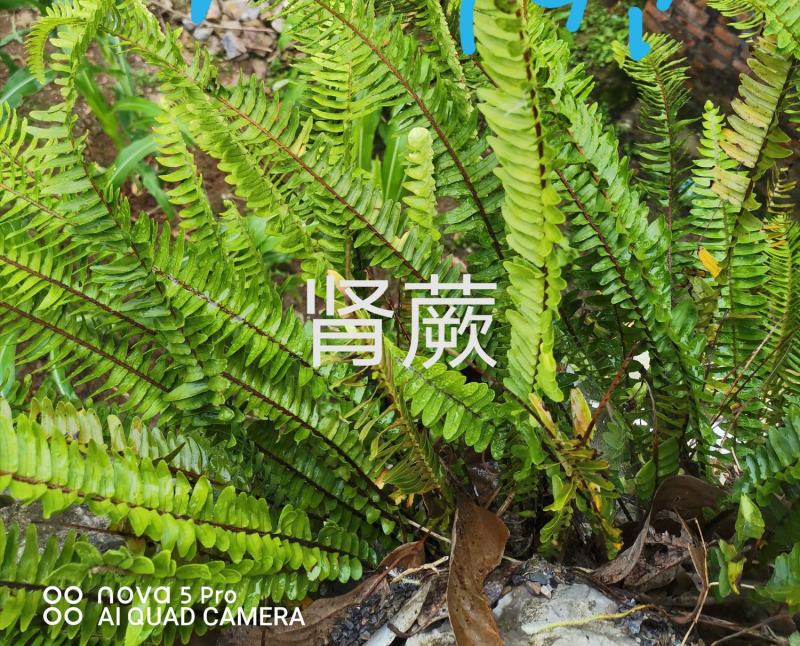 出售各种中药材，新鲜无杂质，如有需要的请来电预订！