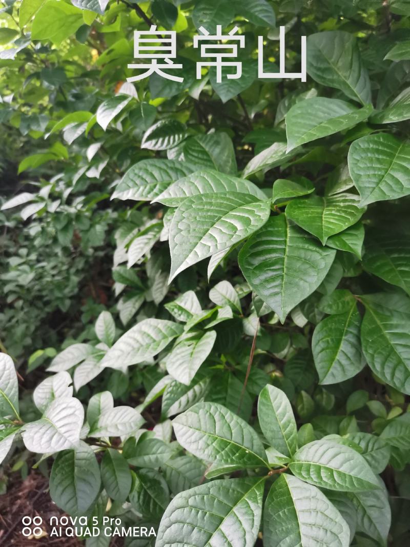 出售各种中药材，新鲜无杂质，如有需要的请来电预订！