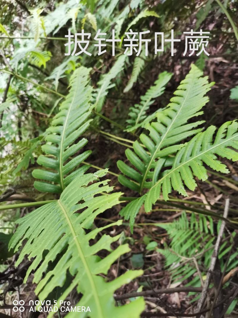 出售各种中药材，新鲜无杂质，如有需要的请来电预订！