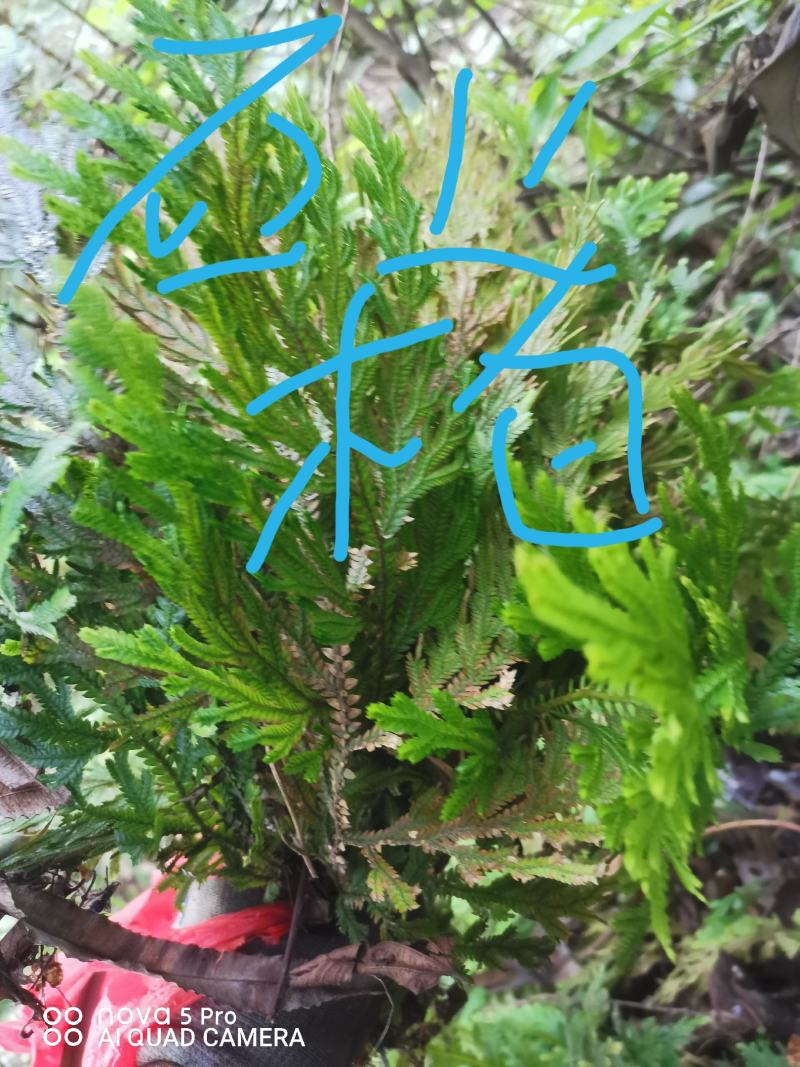 出售各种中药材，新鲜无杂质，如有需要的请来电预订！