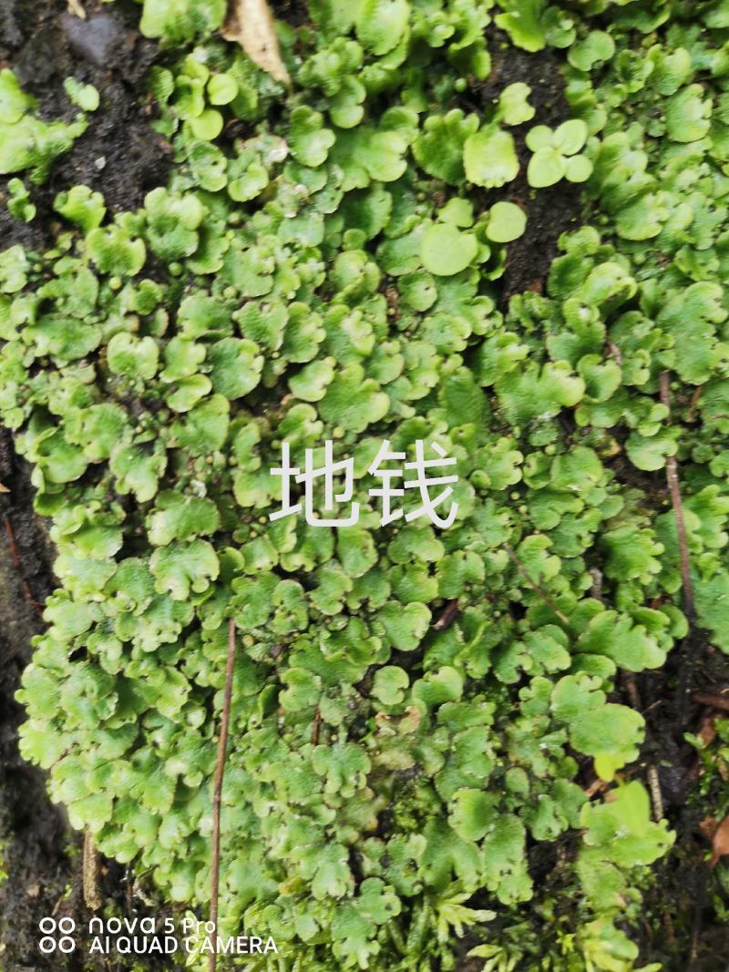 出售各种中药材，新鲜无杂质，如有需要的请来电预订！