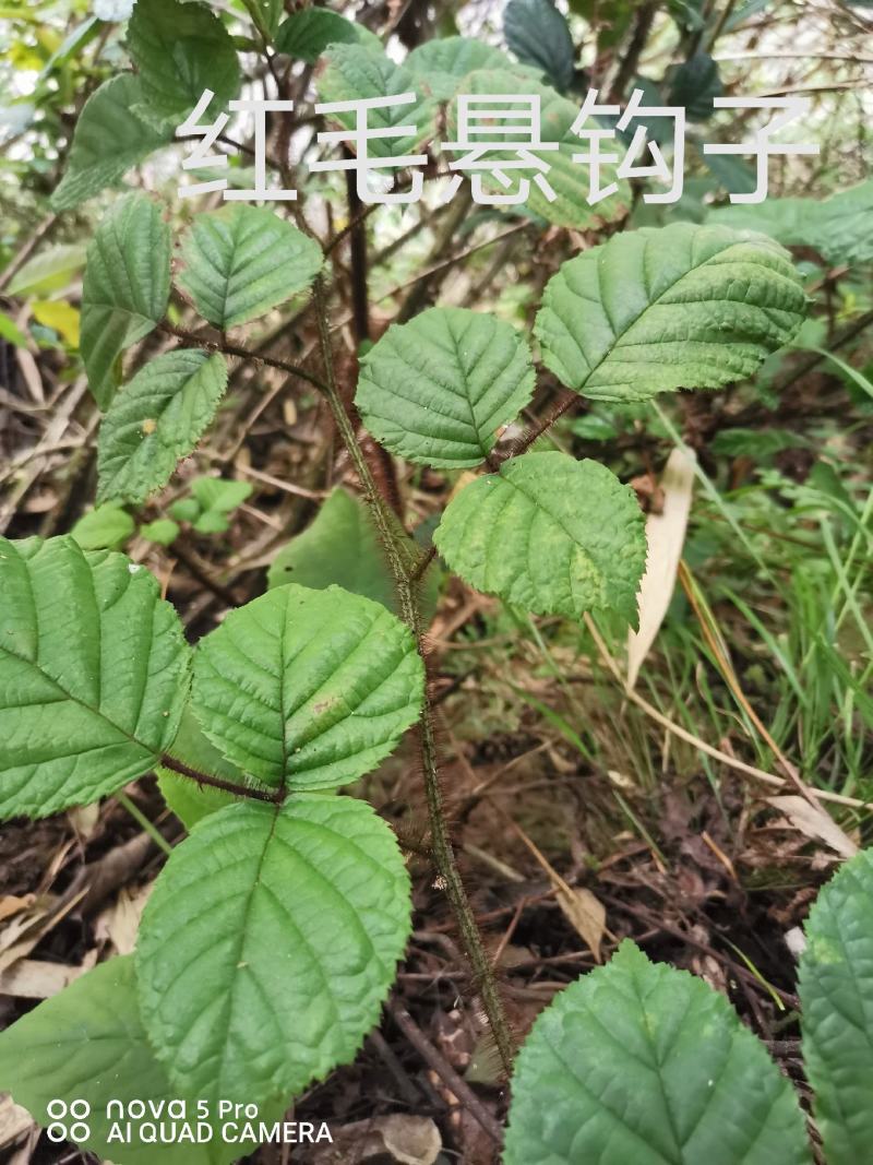 出售各种中药材，新鲜无杂质，如有需要的请来电预订！