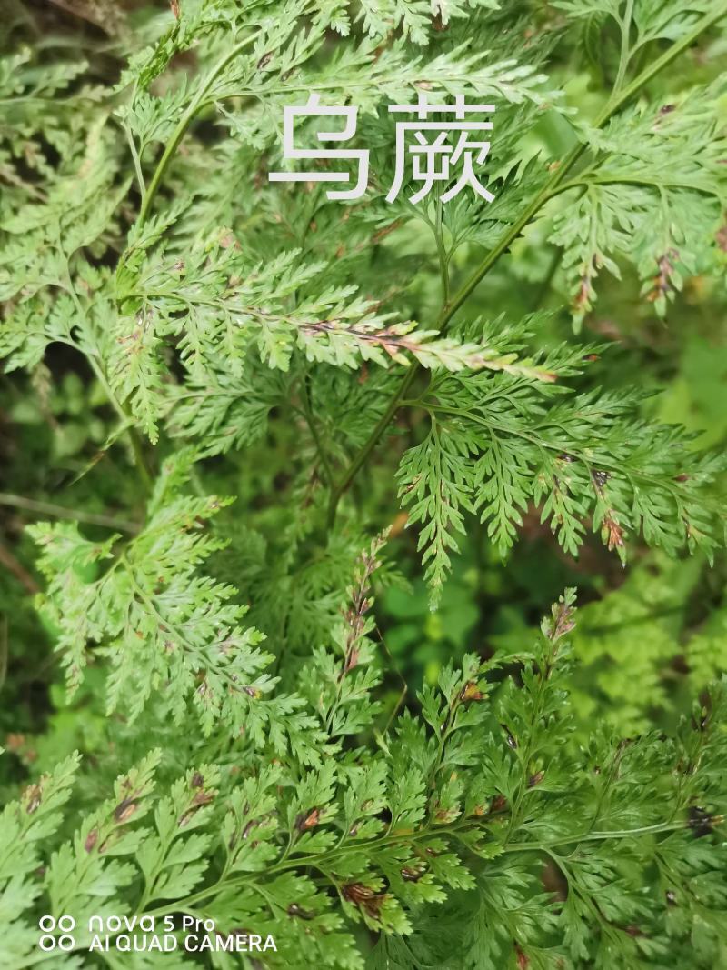 出售各种中药材，新鲜无杂质，如有需要的请来电预订！