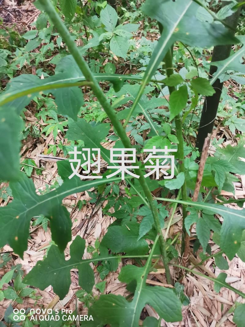 出售各种中药材，新鲜无杂质，如有需要的请来电预订！