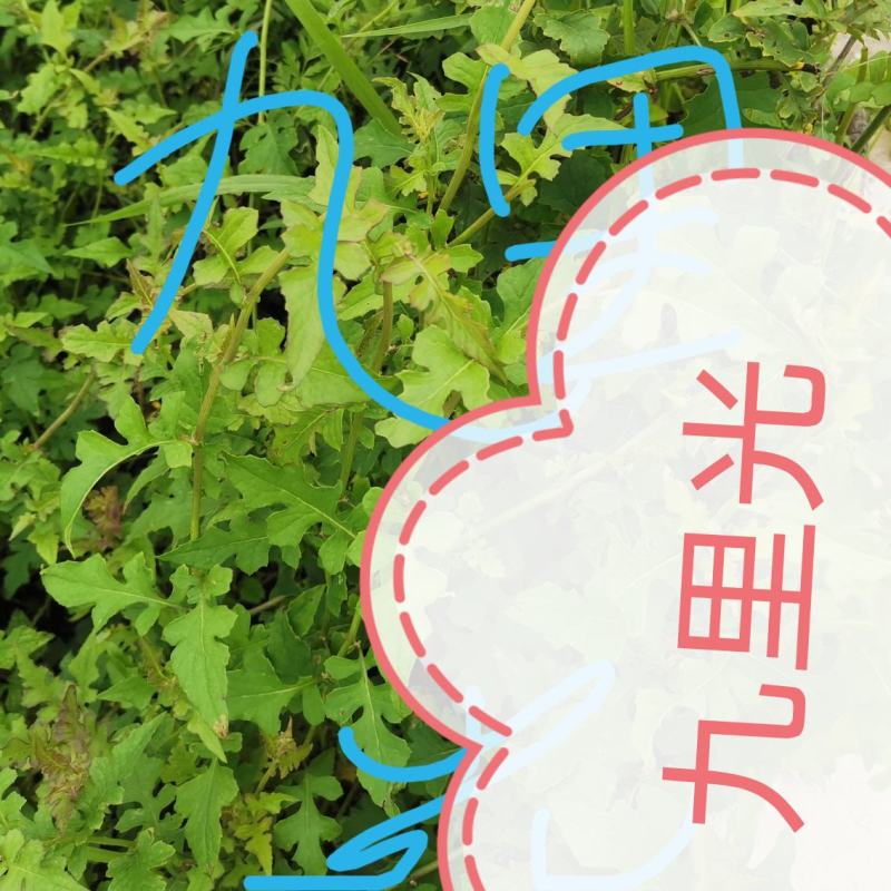 出售各种中药材，新鲜无杂质，如有需要的请来电预订！