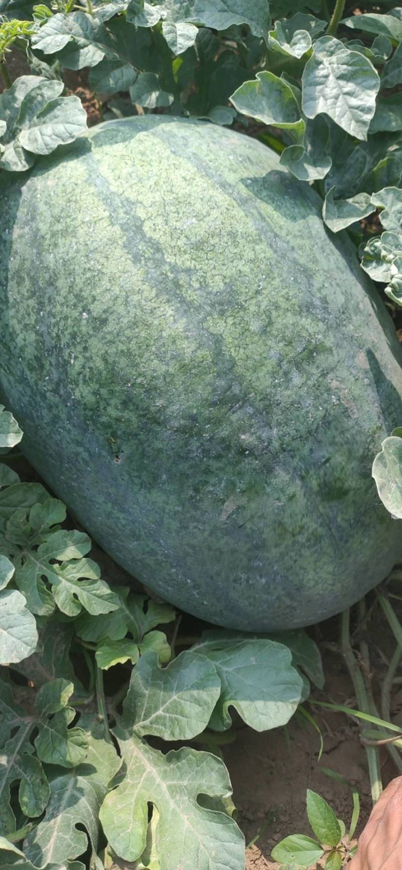 大量出售西瓜。龙卷风。如意瓜王。大量上市。