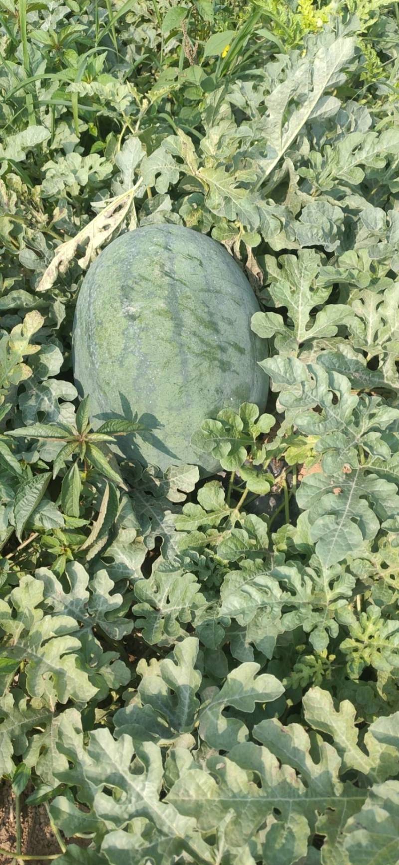 大量出售西瓜。龙卷风。如意瓜王。大量上市。