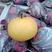 安徽砀山圆黄梨，口感甜，果型端正6两以上精品，全国代发