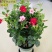 万里飘香藤盆栽双喜藤爬藤植物阳台庭院室内花卉四季开花好养