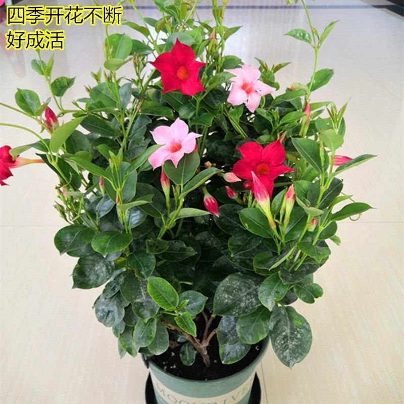 万里飘香藤盆栽双喜藤爬藤植物阳台庭院室内花卉四季开花好养