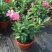 万里飘香藤盆栽双喜藤爬藤植物阳台庭院室内花卉四季开花好养