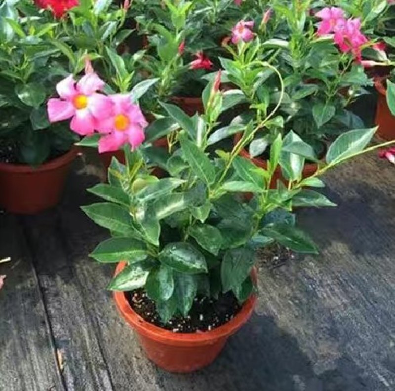 万里飘香藤盆栽双喜藤爬藤植物阳台庭院室内花卉四季开花好养