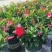 万里飘香藤盆栽双喜藤爬藤植物阳台庭院室内花卉四季开花好养