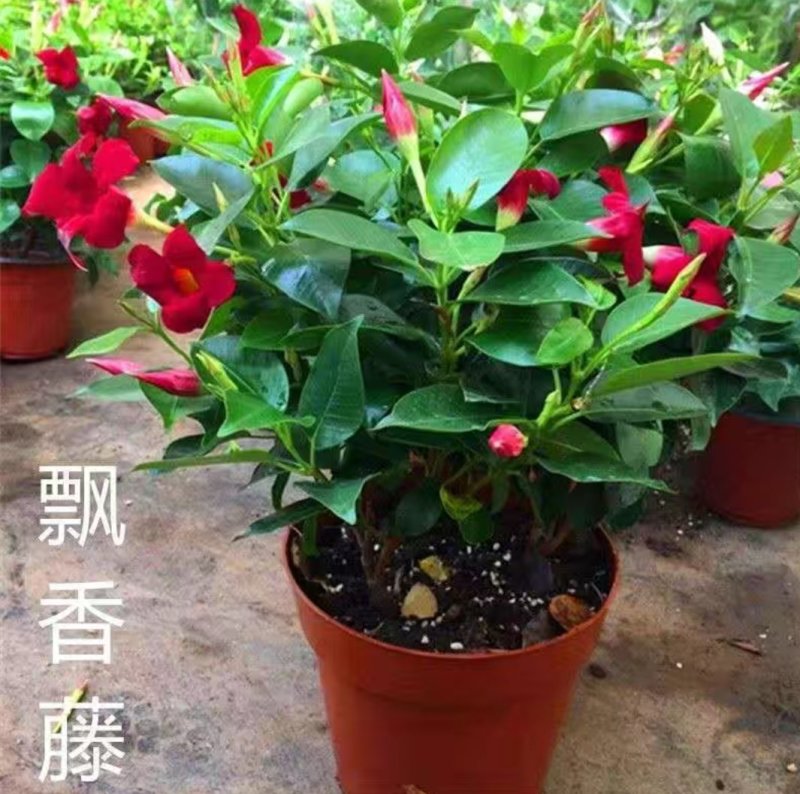 万里飘香藤盆栽双喜藤爬藤植物阳台庭院室内花卉四季开花好养