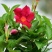 万里飘香藤盆栽双喜藤爬藤植物阳台庭院室内花卉四季开花好养