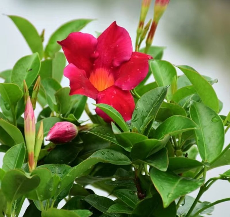 万里飘香藤盆栽双喜藤爬藤植物阳台庭院室内花卉四季开花好养