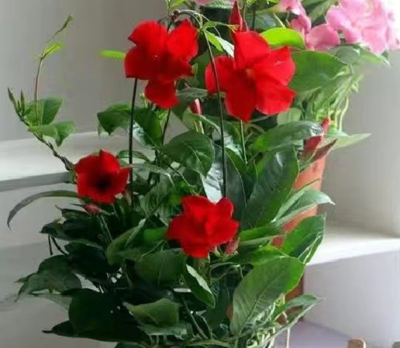 万里飘香藤盆栽双喜藤爬藤植物阳台庭院室内花卉四季开花好养