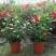 万里飘香藤盆栽双喜藤爬藤植物阳台庭院室内花卉四季开花好养