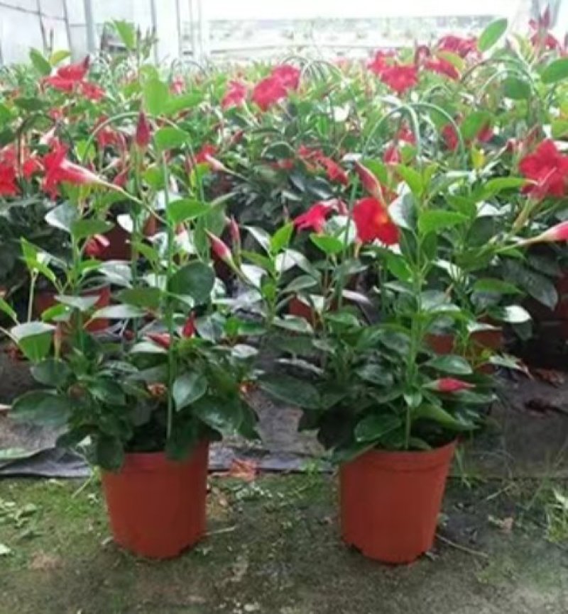 万里飘香藤盆栽双喜藤爬藤植物阳台庭院室内花卉四季开花好养