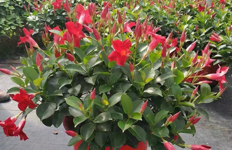 万里飘香藤盆栽双喜藤爬藤植物阳台庭院室内花卉四季开花好养
