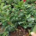 万里飘香藤盆栽双喜藤爬藤植物阳台庭院室内花卉四季开花好养
