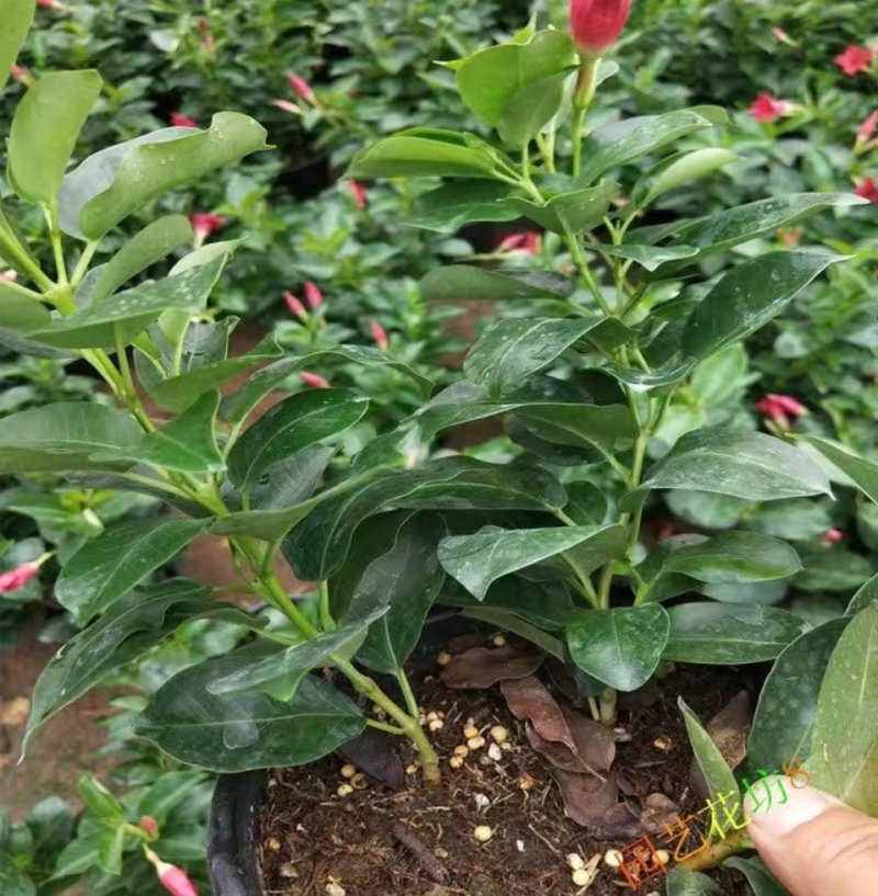 万里飘香藤盆栽双喜藤爬藤植物阳台庭院室内花卉四季开花好养