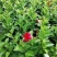 万里飘香藤盆栽双喜藤爬藤植物阳台庭院室内花卉四季开花好养
