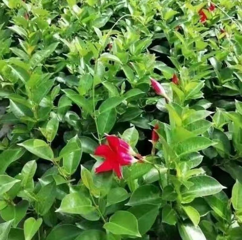 万里飘香藤盆栽双喜藤爬藤植物阳台庭院室内花卉四季开花好养