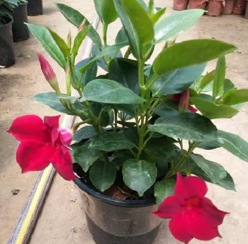 万里飘香藤盆栽双喜藤爬藤植物阳台庭院室内花卉四季开花好养
