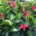 万里飘香藤盆栽双喜藤爬藤植物阳台庭院室内花卉四季开花好养