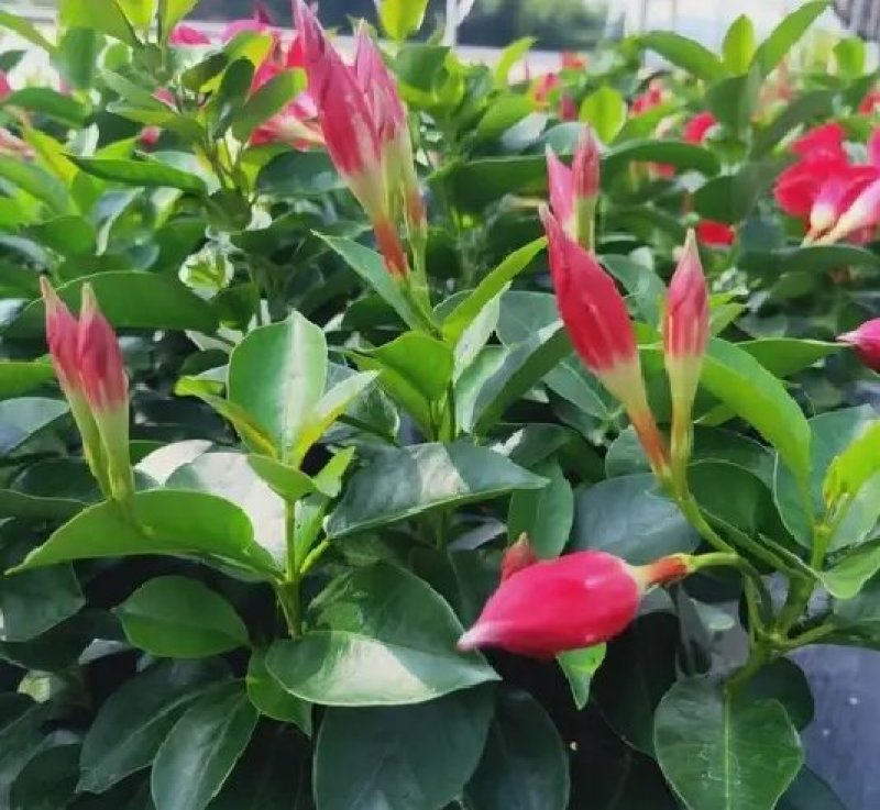 万里飘香藤盆栽双喜藤爬藤植物阳台庭院室内花卉四季开花好养