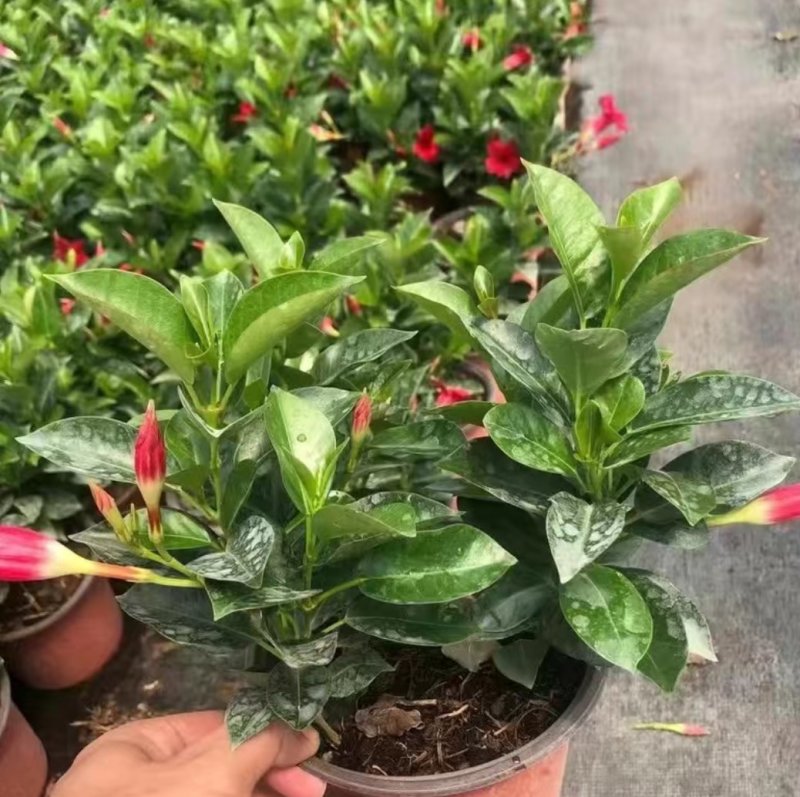 万里飘香藤盆栽双喜藤爬藤植物阳台庭院室内花卉四季开花好养