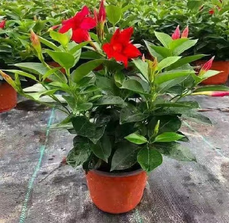 万里飘香藤盆栽双喜藤爬藤植物阳台庭院室内花卉四季开花好养