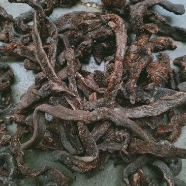 骨碎补