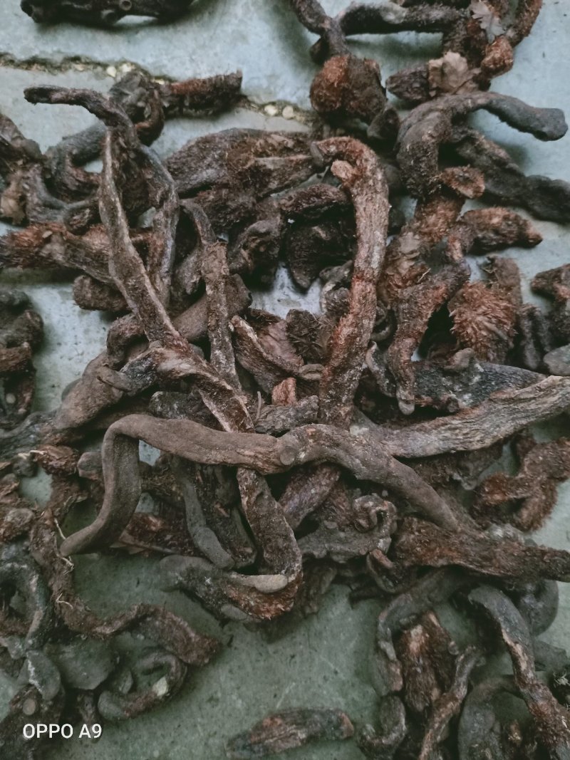 骨碎补