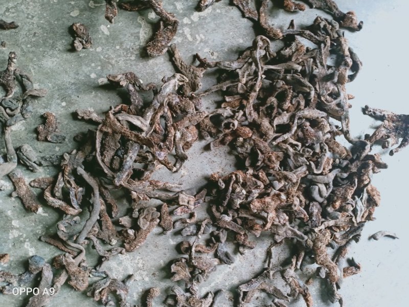 骨碎补