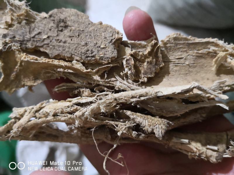 椿皮（身）（根）各种规格量大从优经营各种中药材