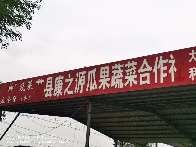 【一件代发】山东博洋61号甜瓜产地量大.实力对接电商平台