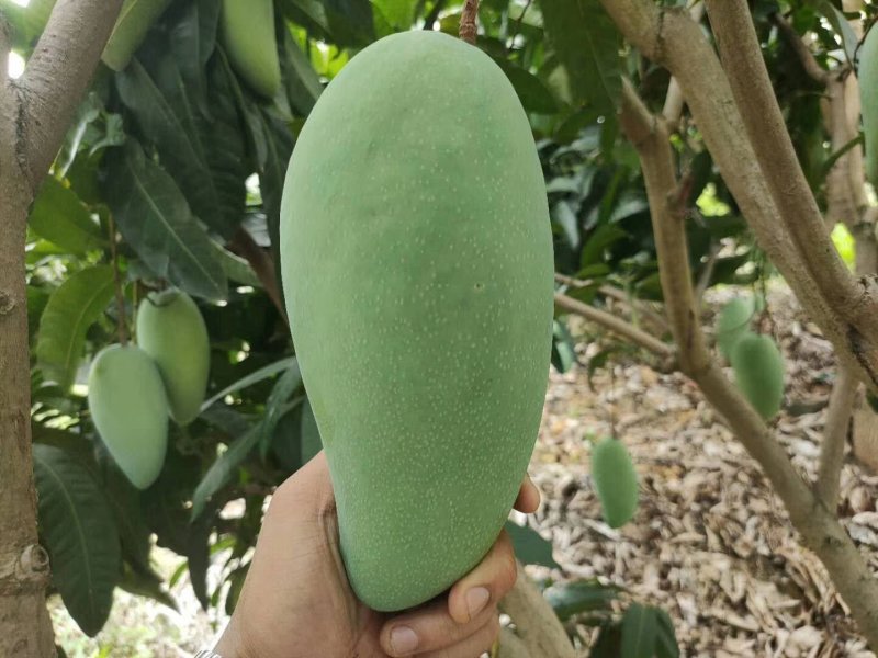 百色大青芒果，青皮大金煌，大芒果，品质保证，量大价格更优