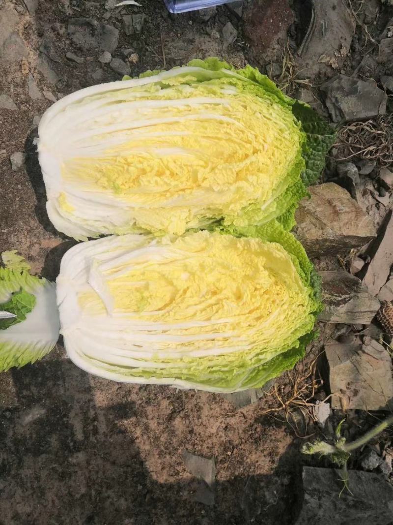 黄心白菜白菜心黄嫩货源充足新鲜现货产地直发