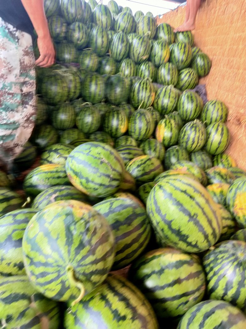 西瓜，甜王西瓜，甜露露精品瓜，十斤以上，熟瓜上车
