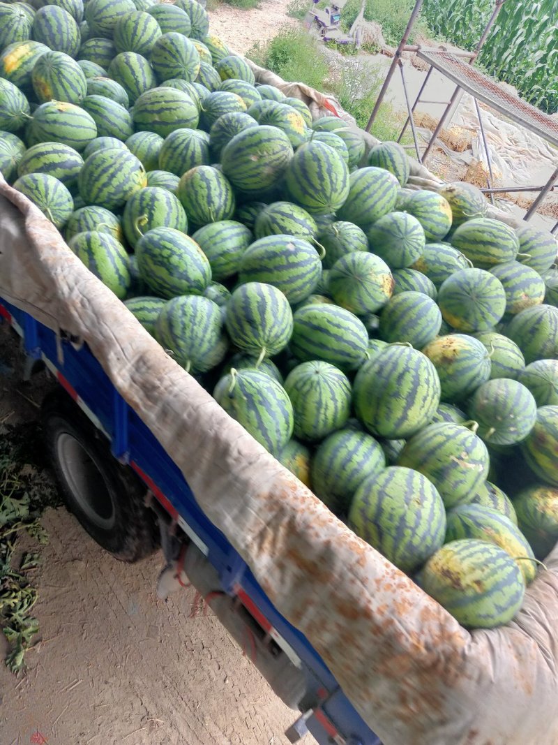 西瓜，甜王西瓜，甜露露精品瓜，十斤以上，熟瓜上车