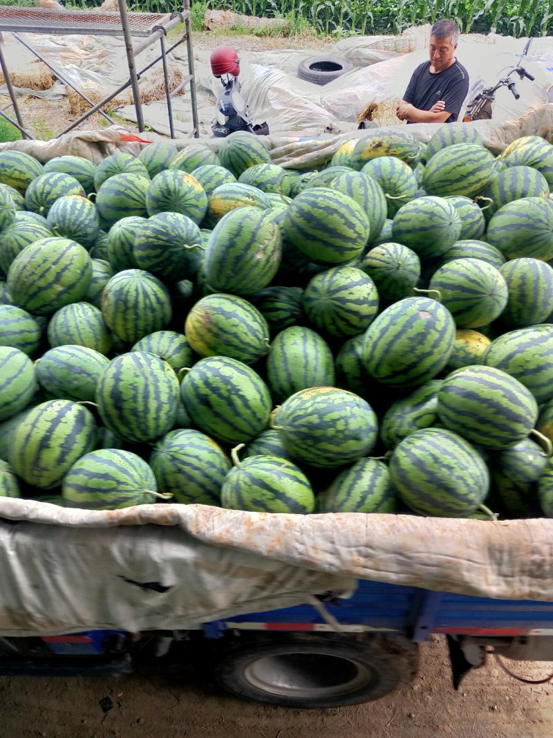 西瓜，甜王西瓜，甜露露精品瓜，十斤以上，熟瓜上车
