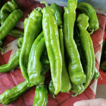山西大同阳高县尖椒黄皮尖椒黄皮羊角
