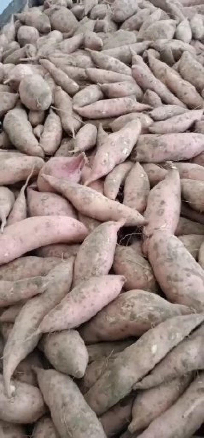 龙九红红薯现己大量上市中
