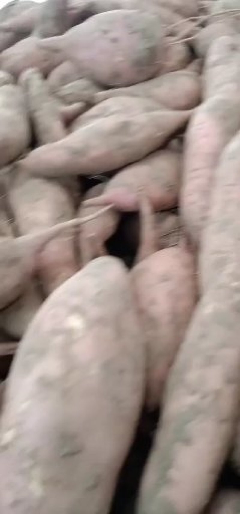 龙九红红薯现己大量上市中